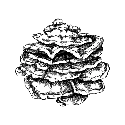 Chicken mushroom sketch. Edible fungus illustration. Fungal protein, mycoprotein source. Sulphur shelf mushroom drawing isolated on white. Healthy food and plant-based meat substitutes design element